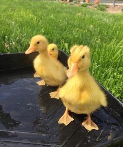 Pekin Ducklings